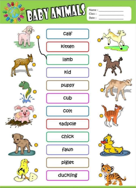 كتاب تحفيظ كلمات انجليزية بالصور للأطفال